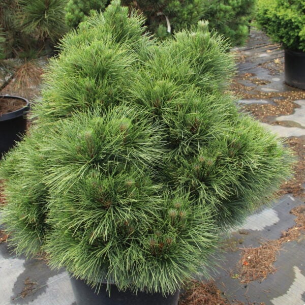 Pinus resinosa 'Knee Knocker' Specimen 2465