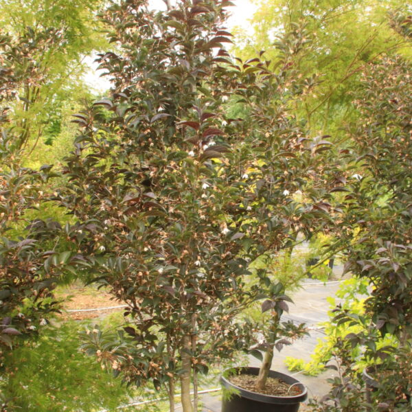 Styrax japonica 'Evening Lights' Specimen 2420