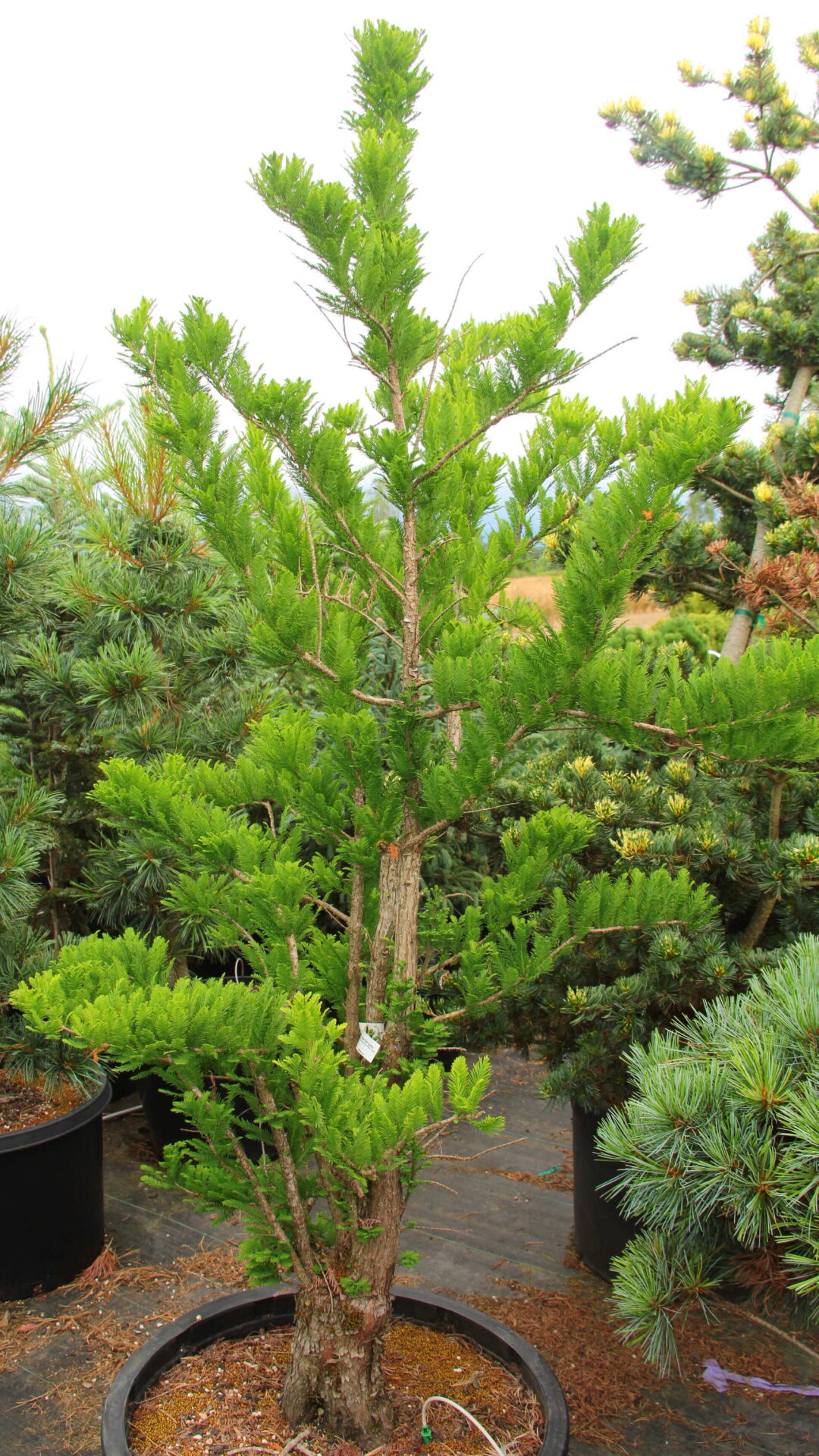 'Peve Minaret' Specimen 2448 Conifer Kingdom