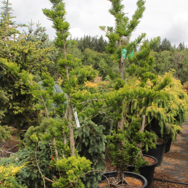 Taxodium distichum 'Peve Minaret' Specimen 2448
