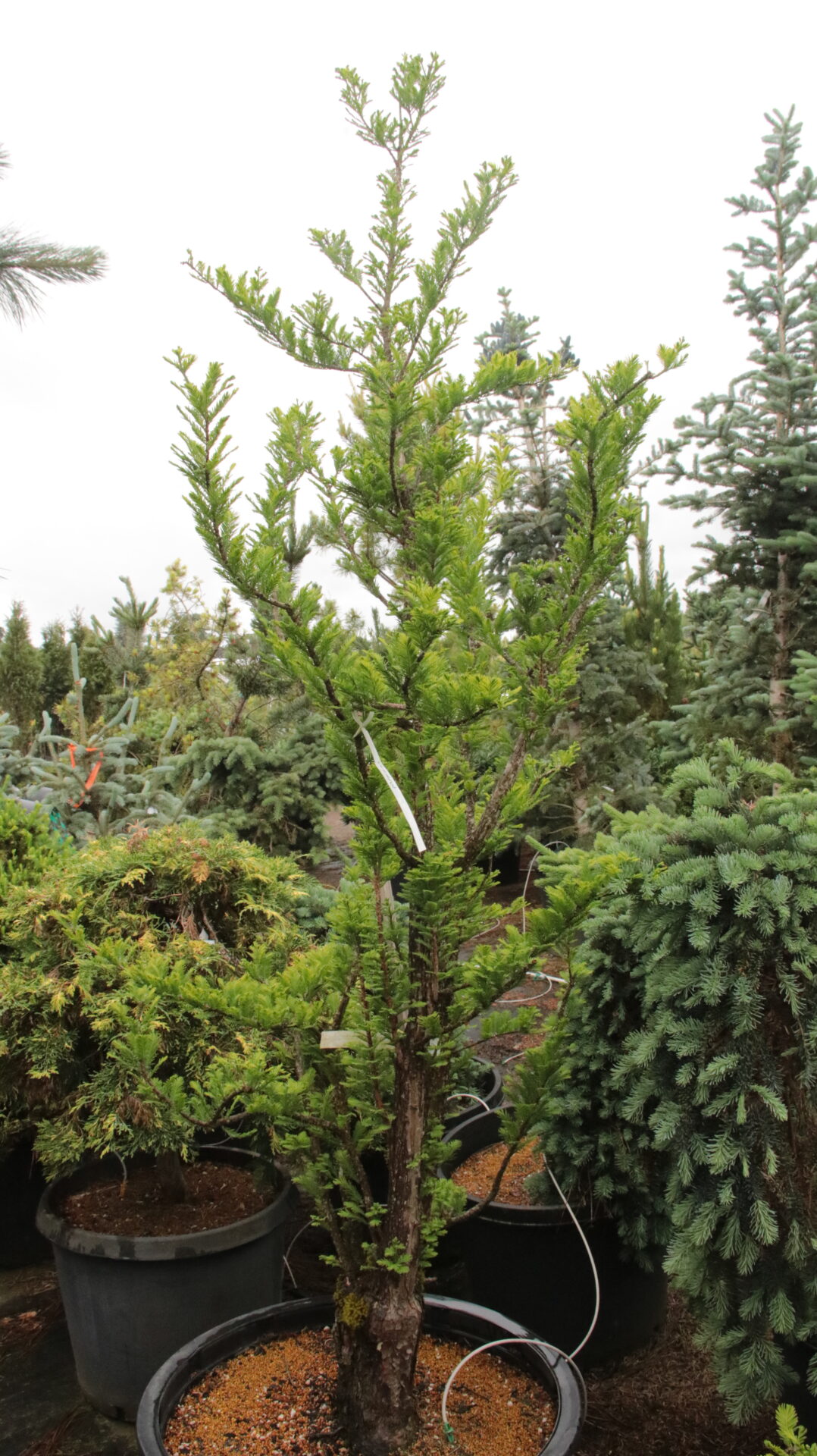 'Peve Minaret' Specimen 2448 Conifer Kingdom