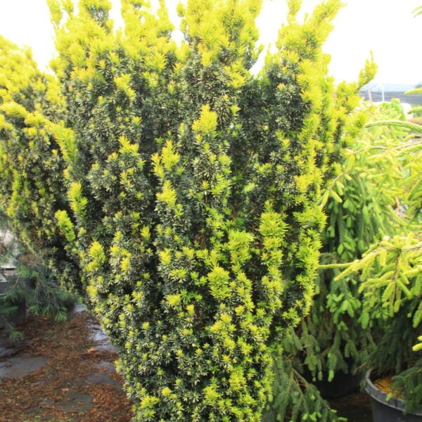 Taxus baccata 'Goldener Zwerg' Specimen 2387