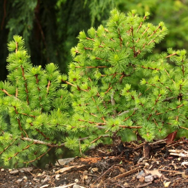 Larix occidentalis 'Bollinger' Western Larch