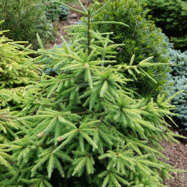 Picea abies 'Chub' Norway Spruce