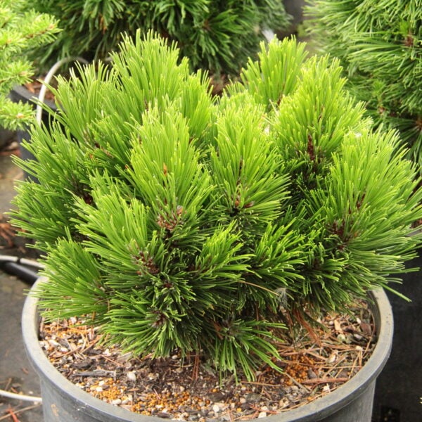 Pinus heldreichii (leucodermis) 'Grune Lagune' Bosnian Pine