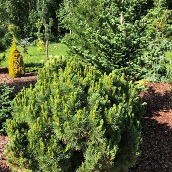 Pinus peuce 'Latgale' Macedonian Pine