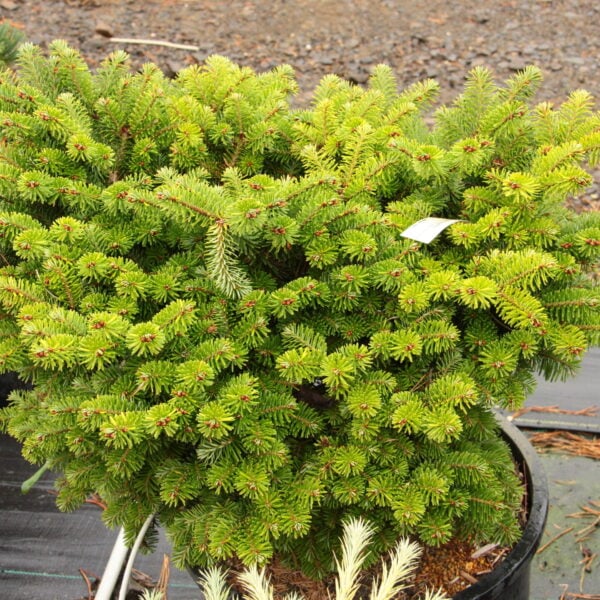 Abies alba 'Bukovinka' European Silver Fir