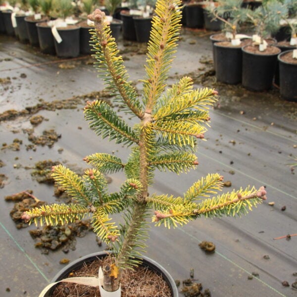 Abies balsamea 'Bruce's Variegated' Balsam Fir