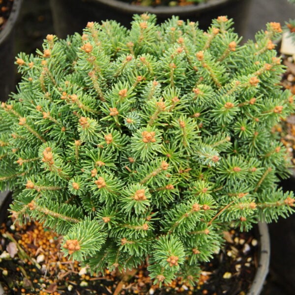 Abies balsamea 'Clark' Balsam Fir