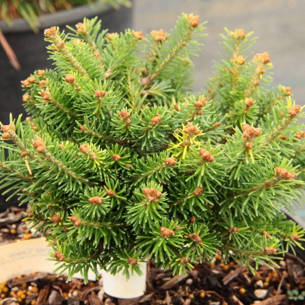 Abies balsamea 'Lewis' Balsam Fir