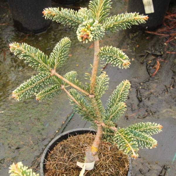 Abies fraseri 'Old Glory' Fraser Fir