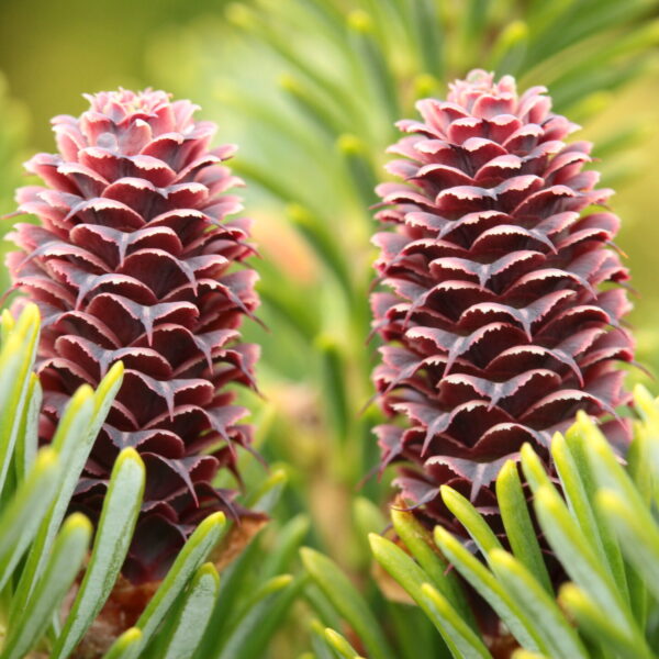 Abies koreocarpa (x) 'Diskus' Hybrid Fir