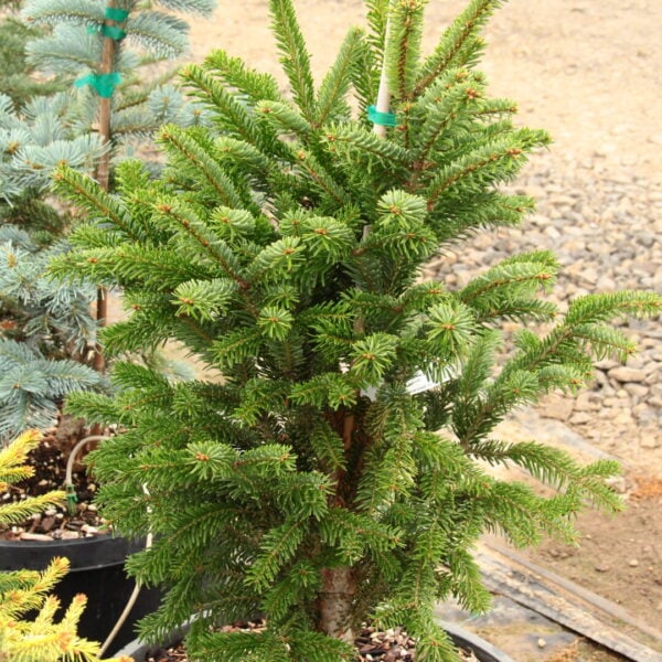 Abies nordmanniana 'Filip's Perfect Column' Nordmann Fir