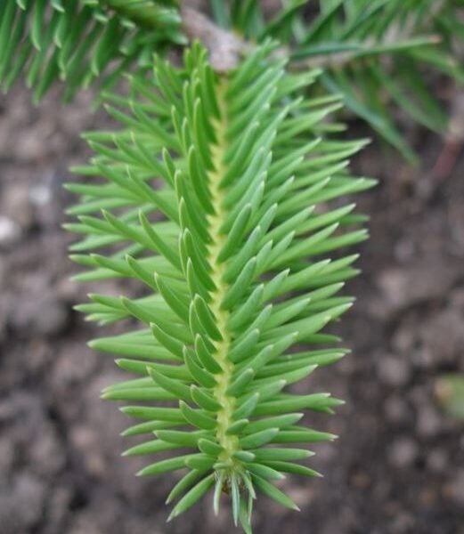 Abies recurvata Min Fir