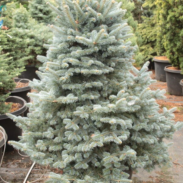 Abies koreocarpa (x) 'Feldmark' Hybrid Fir