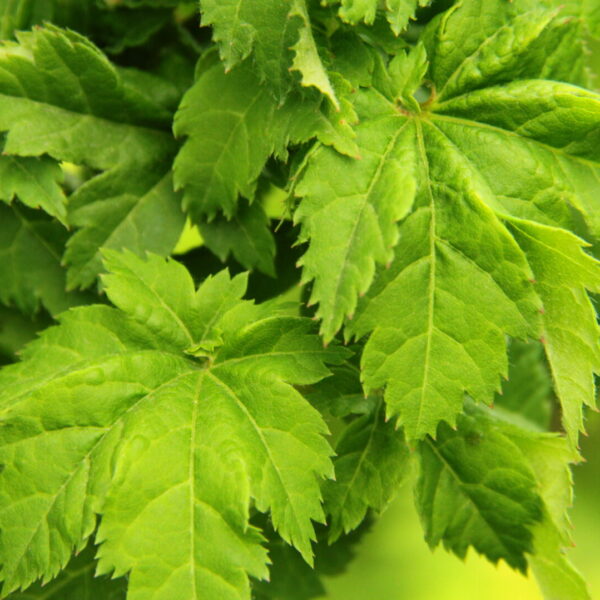 Acer circinatum 'Pacific Sprite' Vine Maple