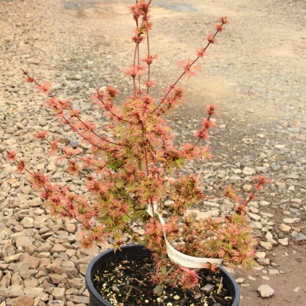 Acer palmatum 'Squitty' Japanese Maple