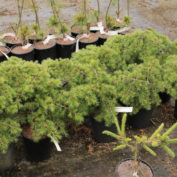 Cedrus libani 'Tenaxx WB' Cedar of Lebanon