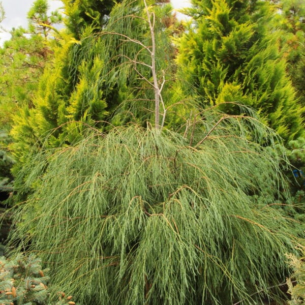 Chamaecyparis lawsoniana 'Drooping Solo' Lawson False Cypress