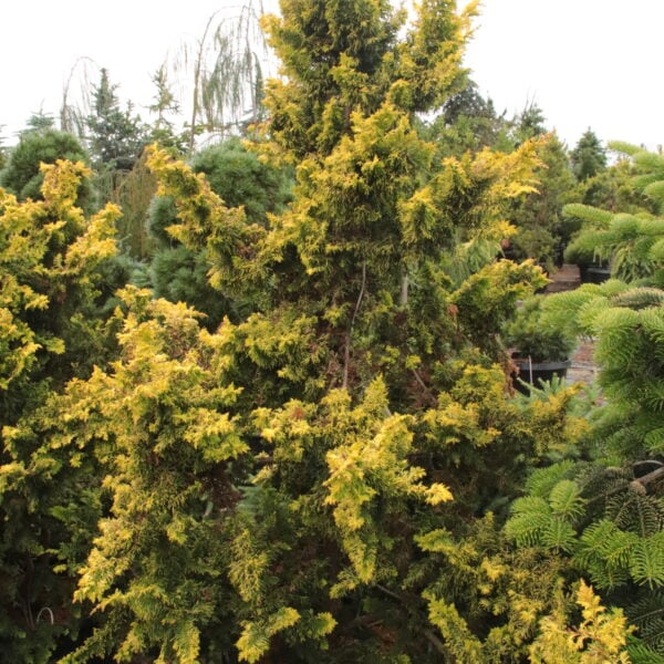 Chamaecyparis obtusa 'Kojolkohiba' Specimen 2476