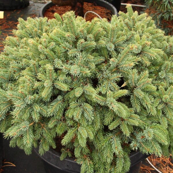 Picea glauca 'Duck' White Spruce