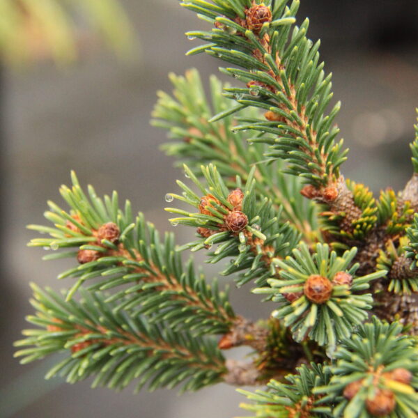 Picea glauca 'Oldie' White Spruce