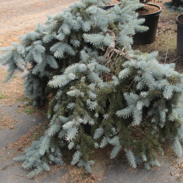 Picea pungens 'Glauca Procumbens' Specimen 2473