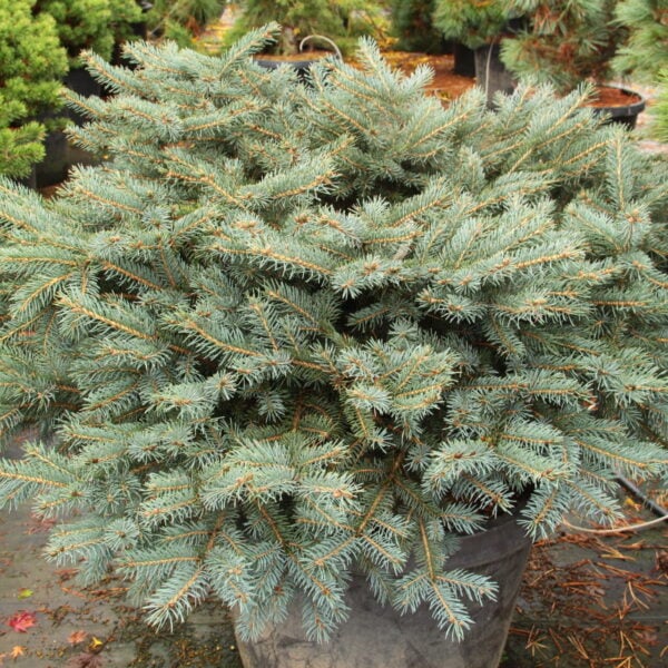 Picea pungens 'Millburn' Colorado Spruce
