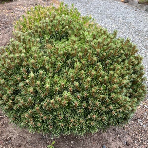 Pinus mugo 'Nerost' Mugo Pine