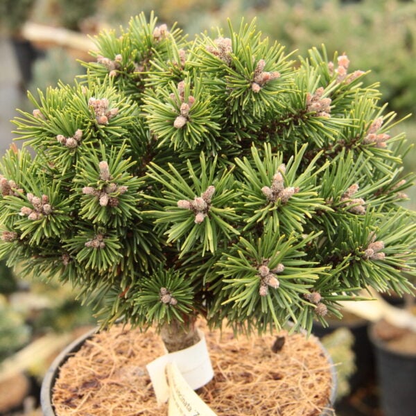 Pinus uncinata 'Zelanac' Mountain Pine