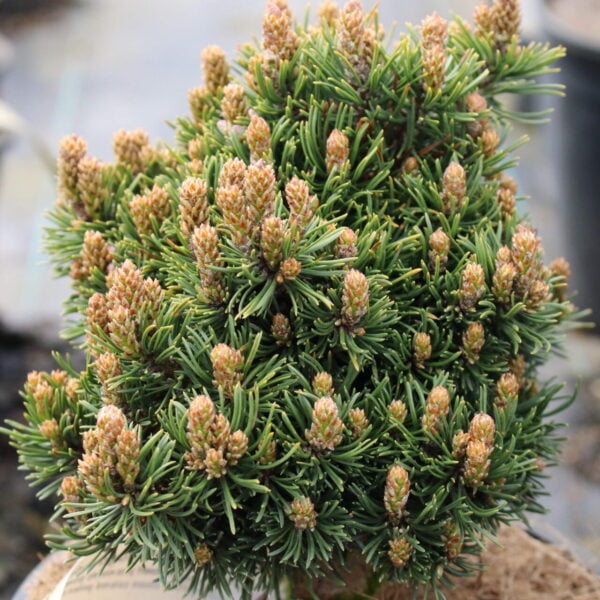 Pinus mugo x densiflora 'Edsal Wood' Hybrid Pine