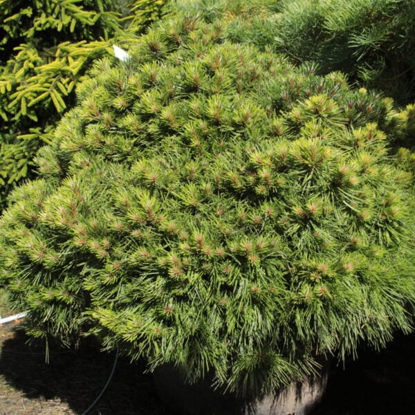 Pinus nigra '8-Ball' Specimen 2474
