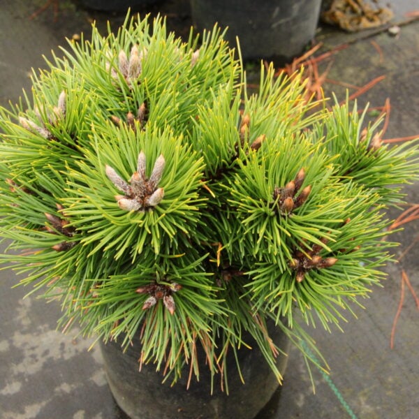 Pinus nigra 'Judy's Gem' Austrian Pine
