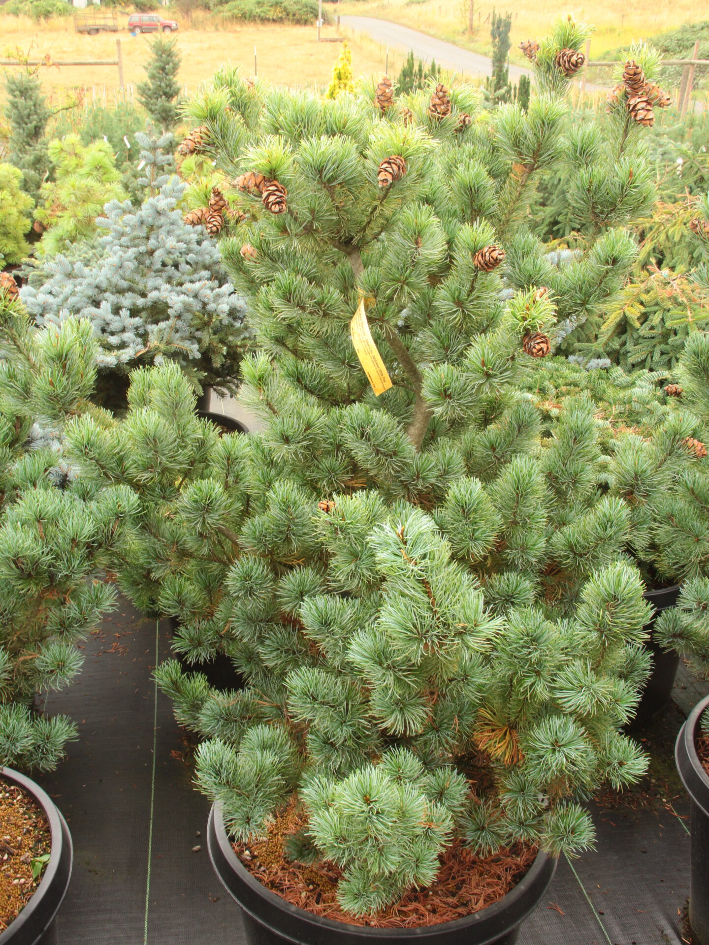 Pinus parviflora 'Blue Lou' Specimen 2464 Conifer Kingdom