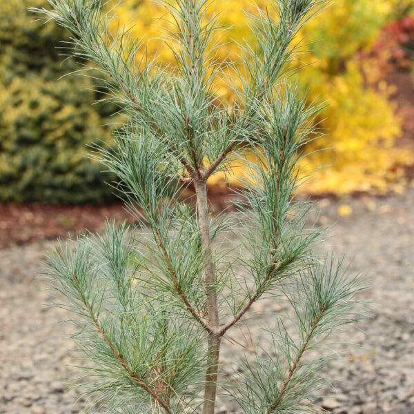 Pinus strobus 'Blue Clovers' Eastern White Pine