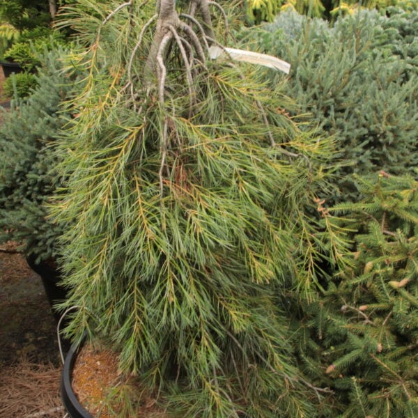Pinus strobus 'Bob's Whiskers' Specimen 2478