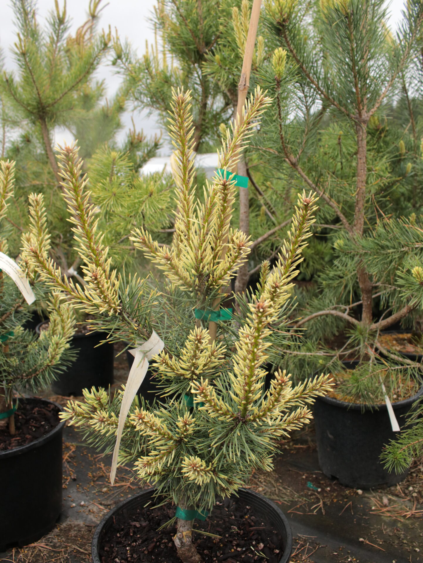 'Ødegård' Scots Pine Conifer Kingdom