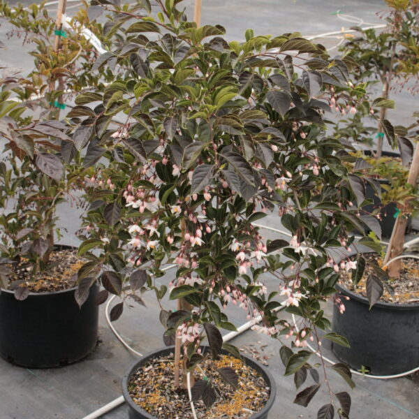 Styrax japonicus 'Nightfall' (#5 Container) $2000 Gift