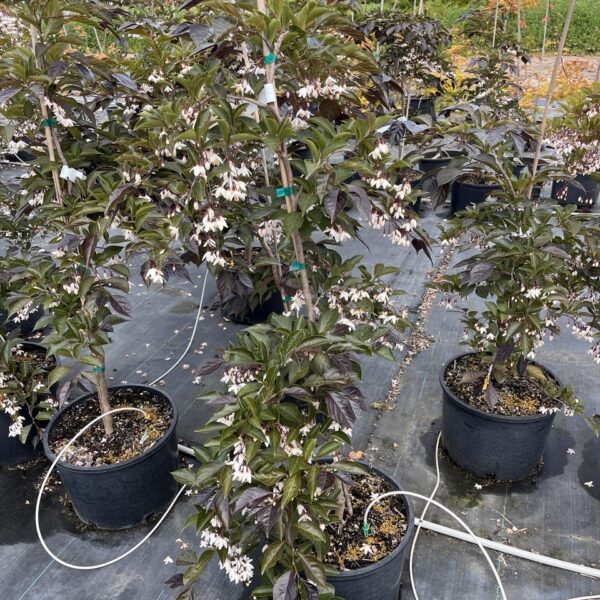 Styrax japonicus 'Nightfall' 'JFS 6SJ'  Japanese Snowbell