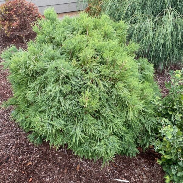 Taxodium distichum 'Cave Hill' Bald Cypress