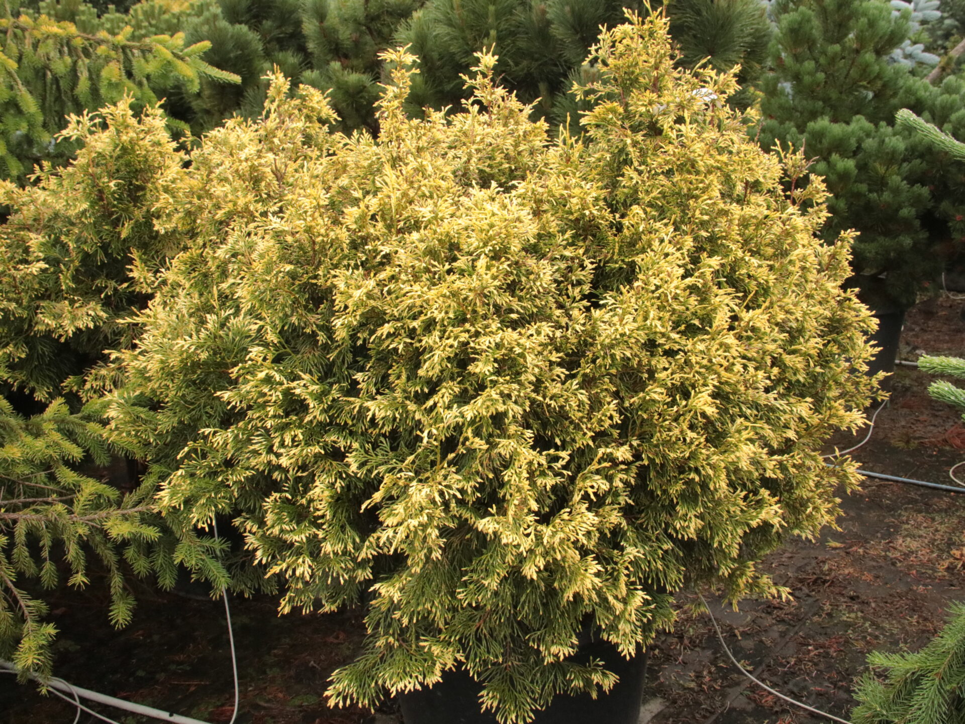'Cuprea' Specimen 2475 Conifer Kingdom