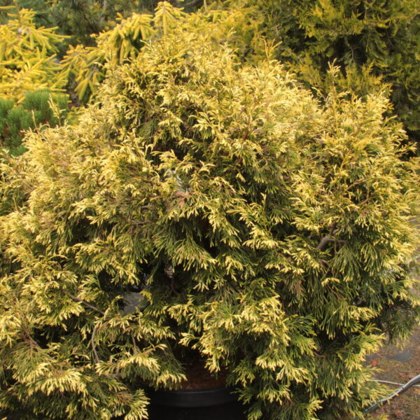 Thuja plicata 'Cuprea' Specimen 2475