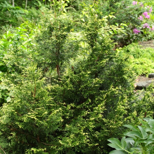 Thuja plicata 'Doone Valley' Western Red Cedar