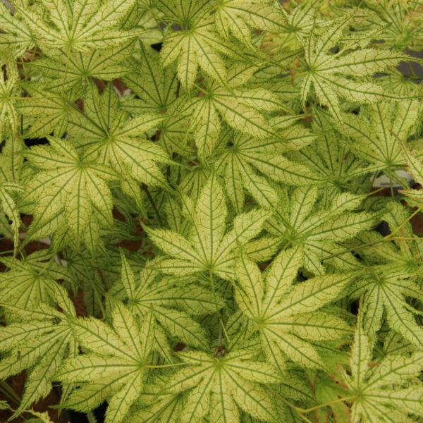 Acer palmatum 'First Ghost' Japanese Maple
