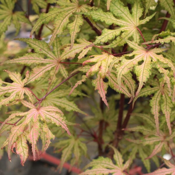 Acer palmatum 'Strawberry Spring' Japanese Maple