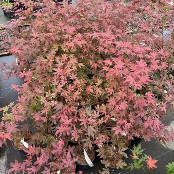 Acer palmatum 'Frosted Purple' Japanese Maple