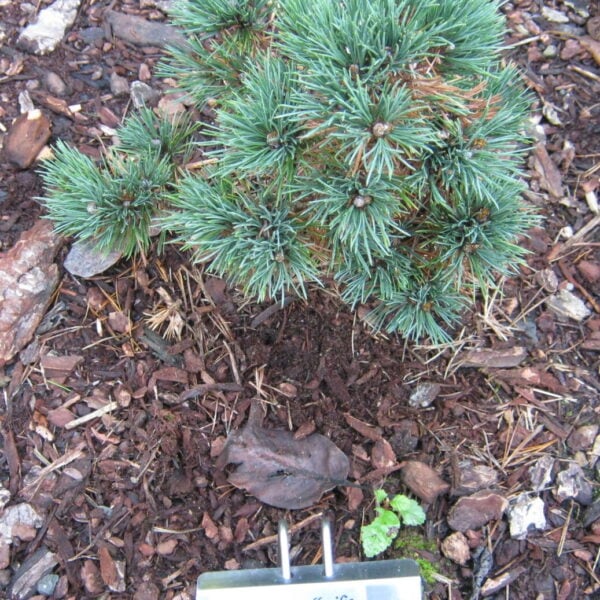 Pinus flexilis 'Good Pine' Limber Pine