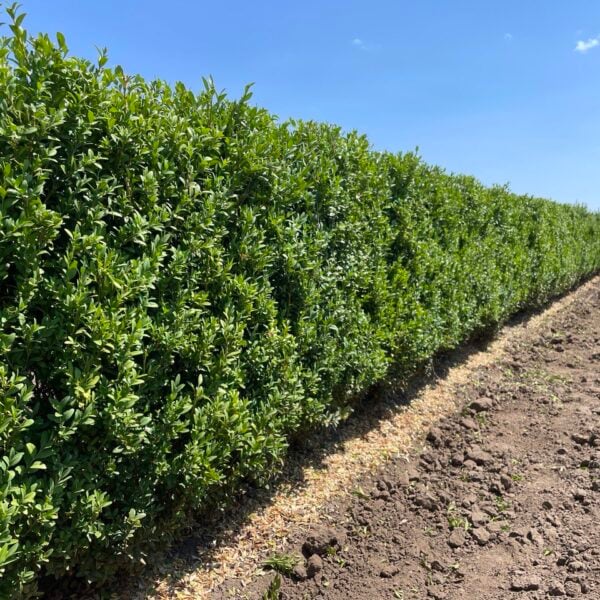 Buxus sempervirens Common Boxwood InstantHedge 10 linear feet