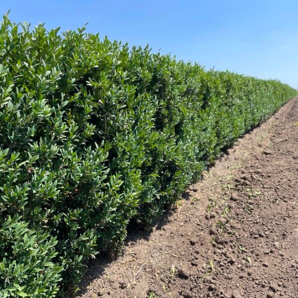 Buxus sempervirens 'Schmidt' Boxwood InstantHedge 10 linear feet