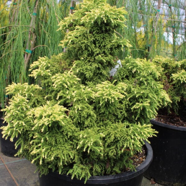 Cryptomeria japonica 'Twinkletoes' Japanese Cedar